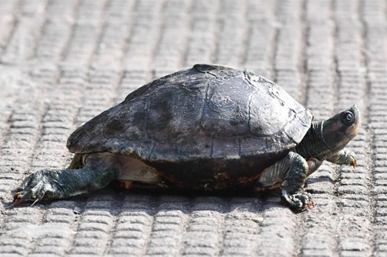 Woman fined for taking turtle for a walk in Rome