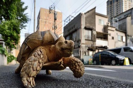 Woman fined for taking turtle for a walk in Rome