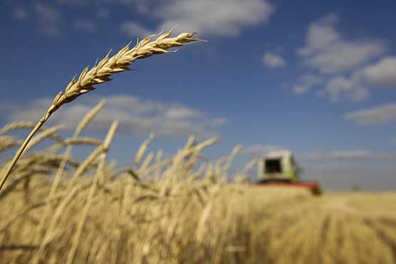 Govt distributed over 3.022 million sacks among wheat growers