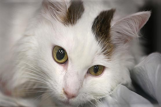 Official resigns after throwing cat during online meeting