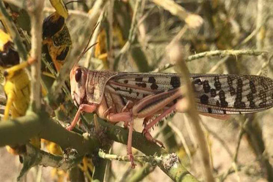 No locust present in Punjab, Balochistan and KP: NLCC