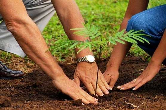 NCHD devised strategy to contribute in Ten Billion Tree Plantation drive