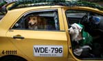 Colombian taxi driver and canine co-pilot spread Christmas cheer
