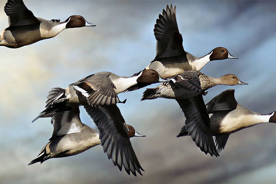 Ban imposed on hunting of birds in Hunza over coronavirus fear