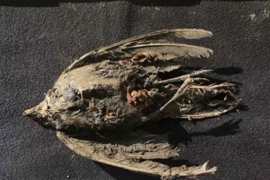 Frozen bird found in Siberia is 46,000 years old