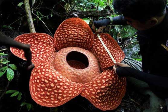 Biggest bloom: 'world's largest' flower spotted in Indonesia ...