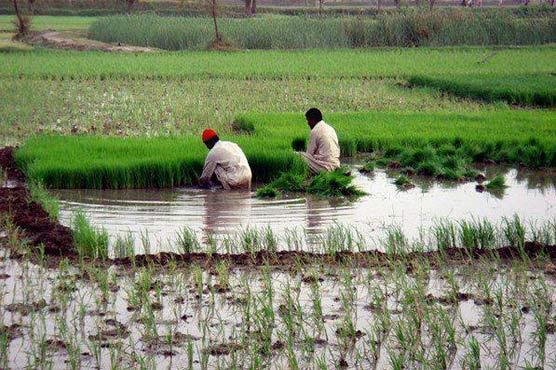 Punjab govt to enhance profitability through increasing rice yield