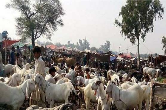 Govt plans to announce only three Eid-ul-Azha holidays: sources