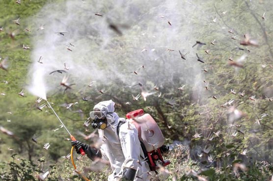 Anti-locust operation completed over 2.614 million acres: NLCC