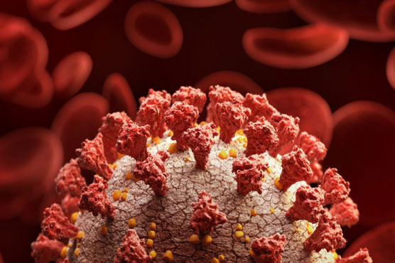 No evidence that mutations to SARS-CoV-2 increase transmissibility