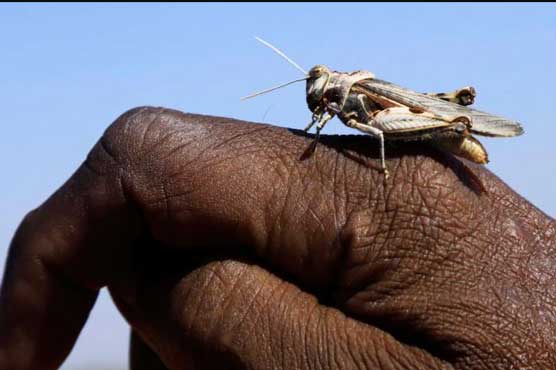Indians Make Locust Plough Field in Revenge for Damaging Crops