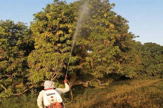 Anti-locust operation continuing in affected areas