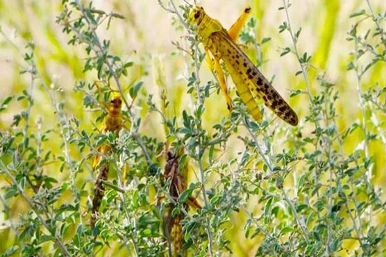 Survey, spray operations underway countrywide to control locust: NDMA