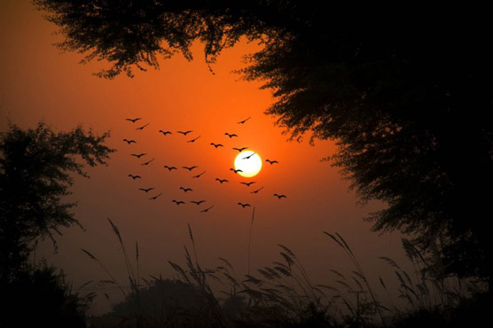Migratory birds flock to Pakistan as lockdown keeps poachers at bay