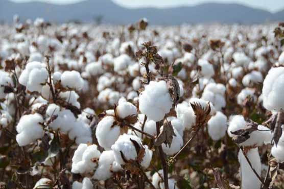 Govt providing Rs400 mln subsidy on PB Rope import to check cotton loss: Commissioner