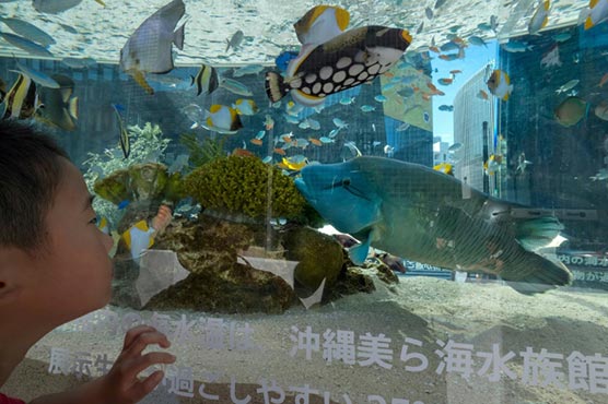 Forget me not: Japan aquarium seeks video-chats for eels