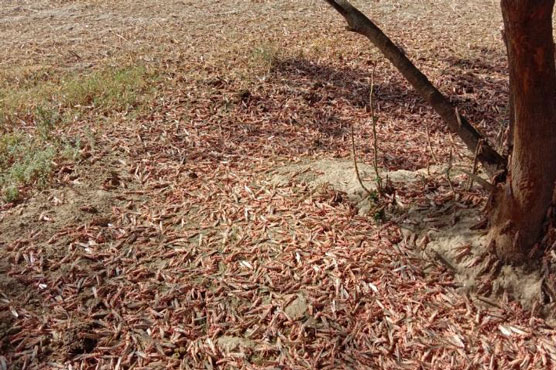 Countrywide survey, spray underway in locust-affected areas