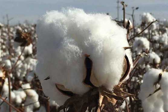 Sindh loses 30pc or 1.4 million cotton bales: Fakhar Imam