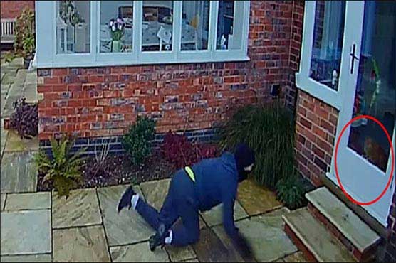 Creeping burglar gets spooked after coming face-to-face with pet cat