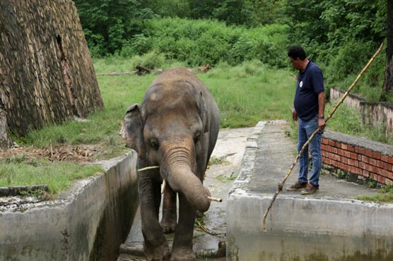 'World's Loneliest Elephant' To Be Rescued From Infamous Zoo