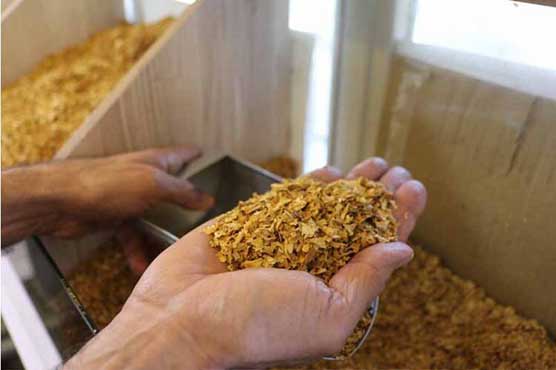 Tobacco exports increase record 137.53 percent