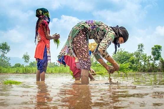 Rice exporter seeks better working environment with rice farmers