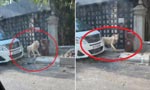 Pet Lion wanders off on Cambodian streets after escaping from villa, video goes viral