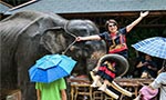 China villagers learn to live with the elephant in the room