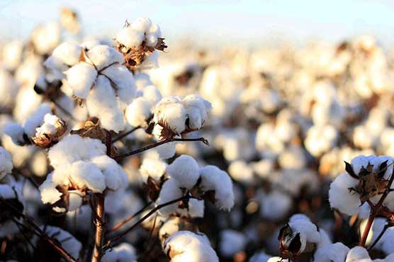 Govt to provide Rs 2bn subsidy for cotton output enhancement