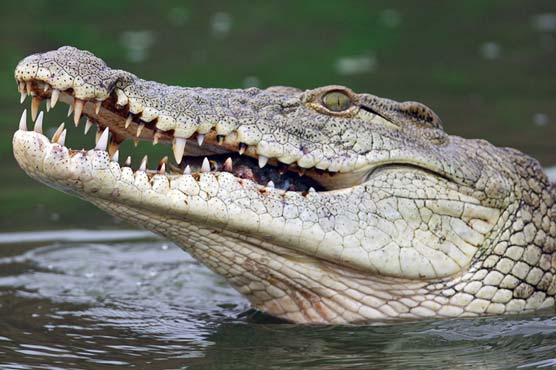 Naked Fugitive Rescued From Crocodile Infested Mangroves By Fishermen