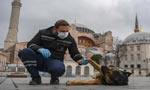 Istanbul stray dogs get own starring roles in new film