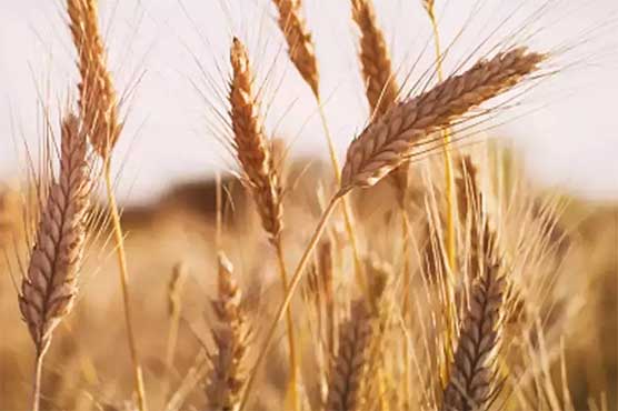 PASSCO established 239 procurement centres for wheat procurement