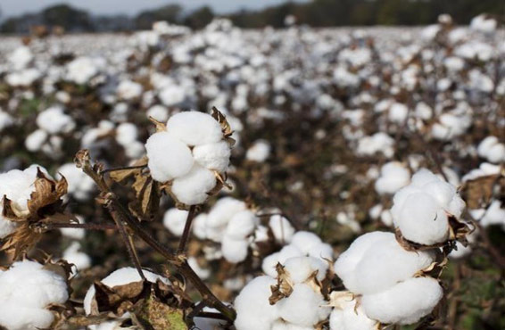 Cotton production surges by 81pc as of Nov 3