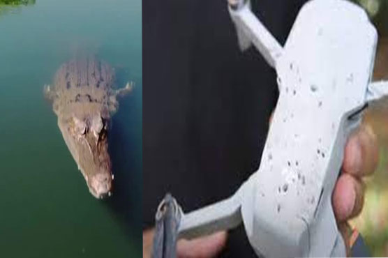 Crocodile Bites Low Flying Drone Weirdnews Dunya News