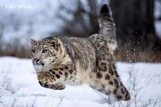 Video of rare snow leopard cubs released in Khunjerab