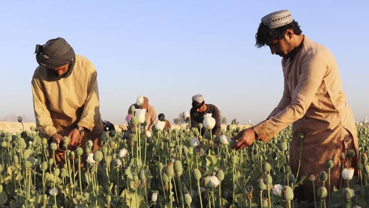 Afghanistan's Taliban announce ban on poppy production