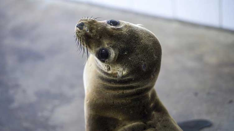 Cops corral slippery seal on jaunt through Long Island town