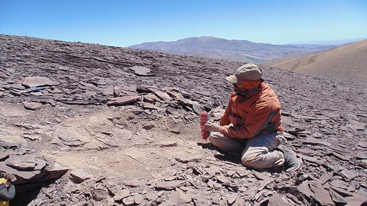 Scientists discover ancient cemetery of flying reptiles in Chile's Atacama desert