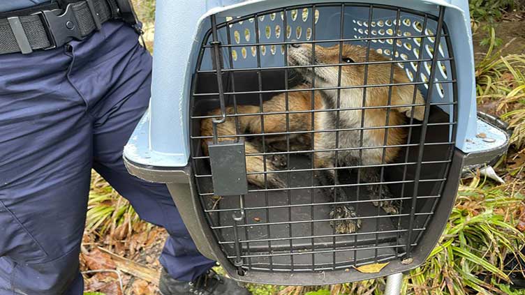 Fox bites man, putting Capitol Hill on high alert