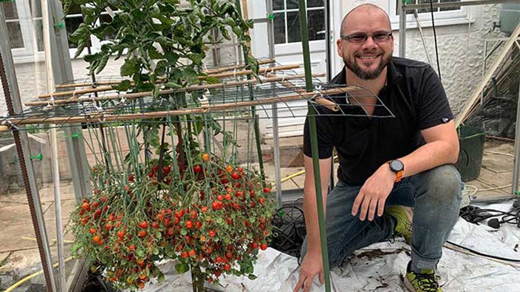 Gardener sets Guinness Record of growing 1,269 tomatoes on single stem