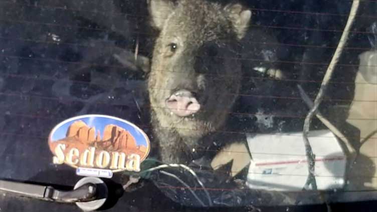 Hungry javelina gets stuck in car, goes for ride in Arizona