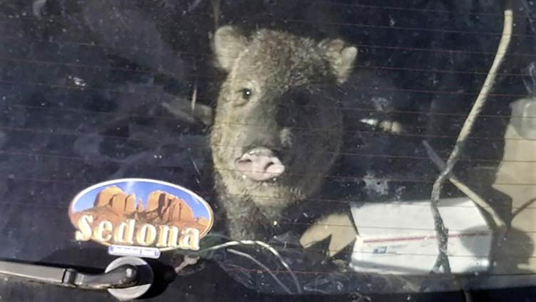 Hungry javelina gets stuck in car, goes for ride in Arizona