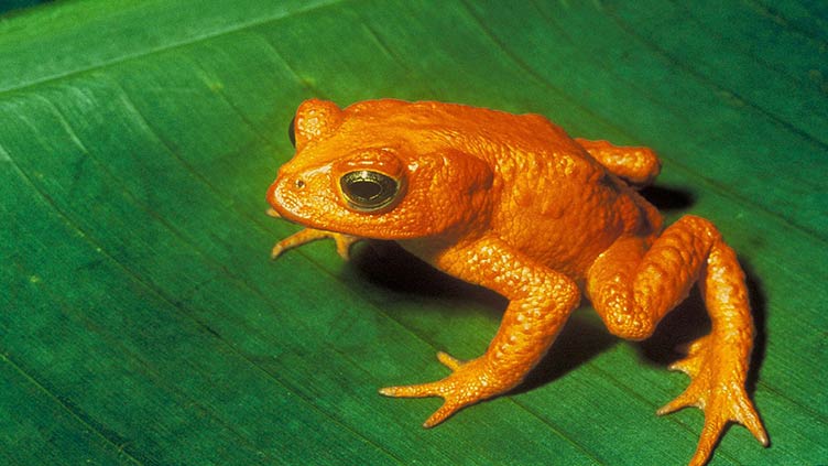Lost golden toad heralds climate's massive extinction threat
