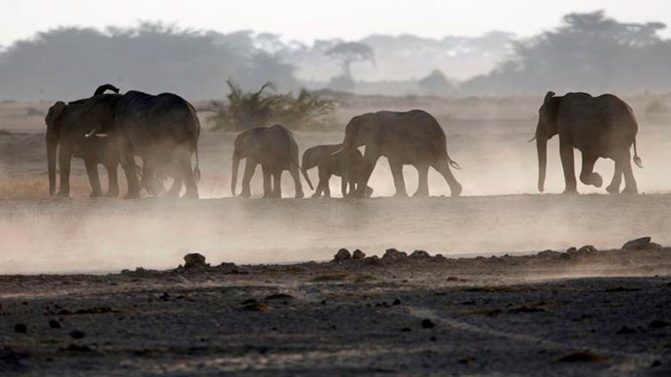 Elephant tramples Colombian researcher to death in Uganda