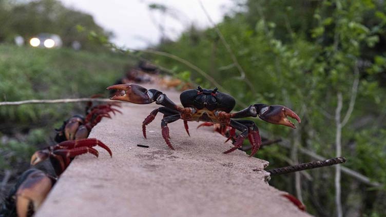 In Cuba, crabs embark on perilous migration to Bay of Pigs