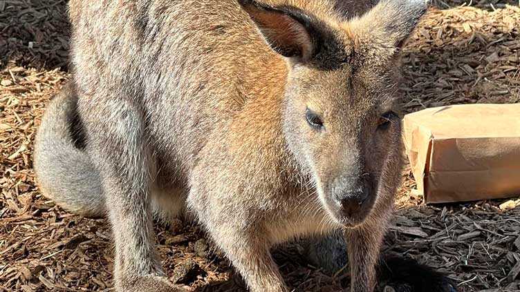 Missing wallaby found hiding in bush near zoo exhibit