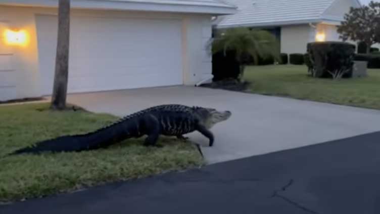 Large alligator saunters through Florida neighborhood