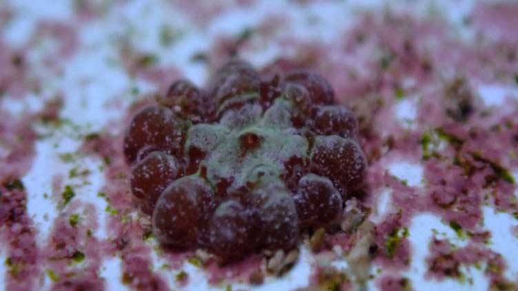 Scientists breed threatened Florida coral species in step toward reef restoration
