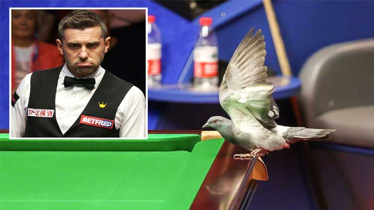 Pigeon disrupts World Championship action at Crucible