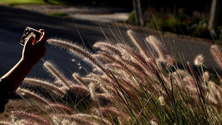 In Chile's capital, a decade of drought makes grass a rare luxury